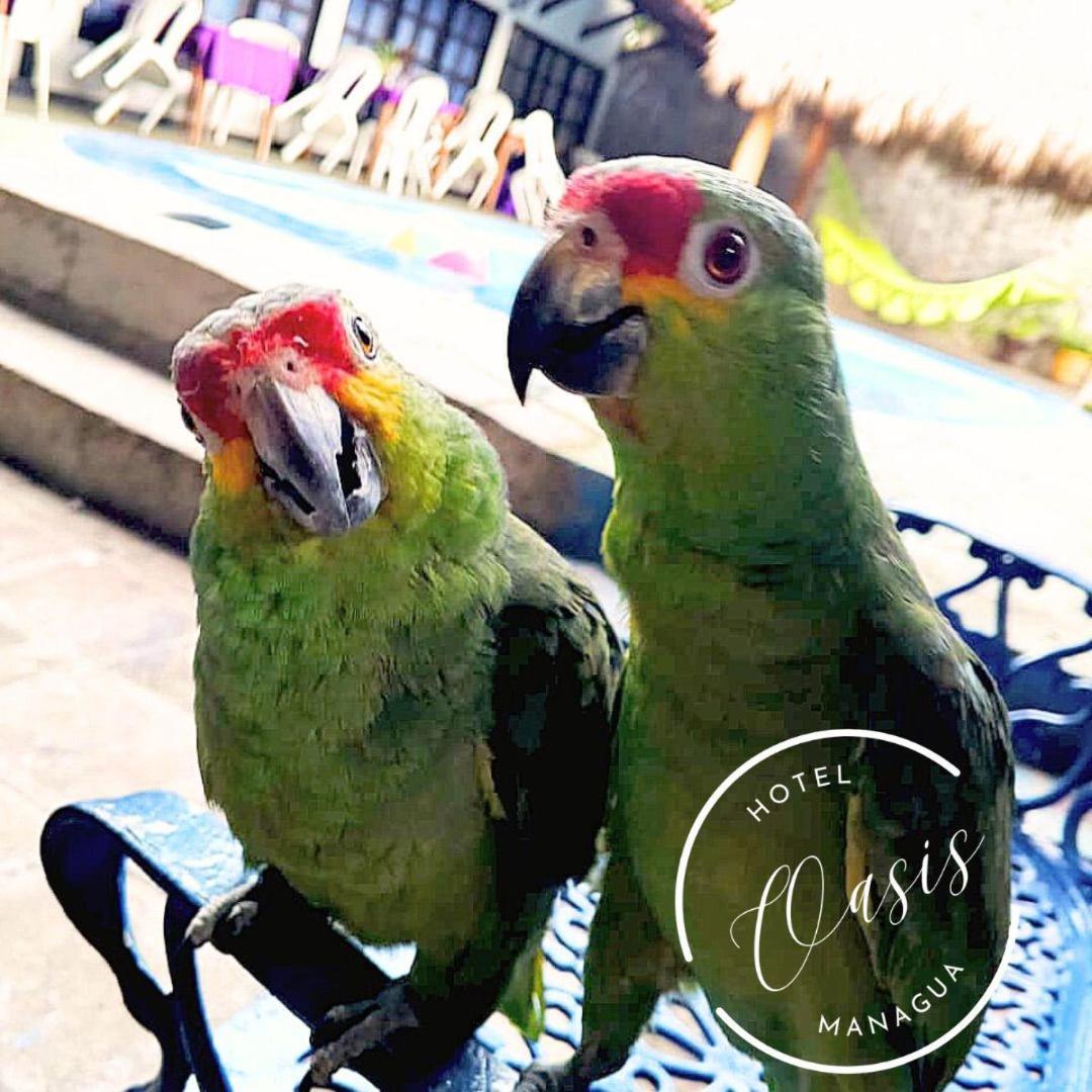 Managua Hotel Oasis Esterno foto